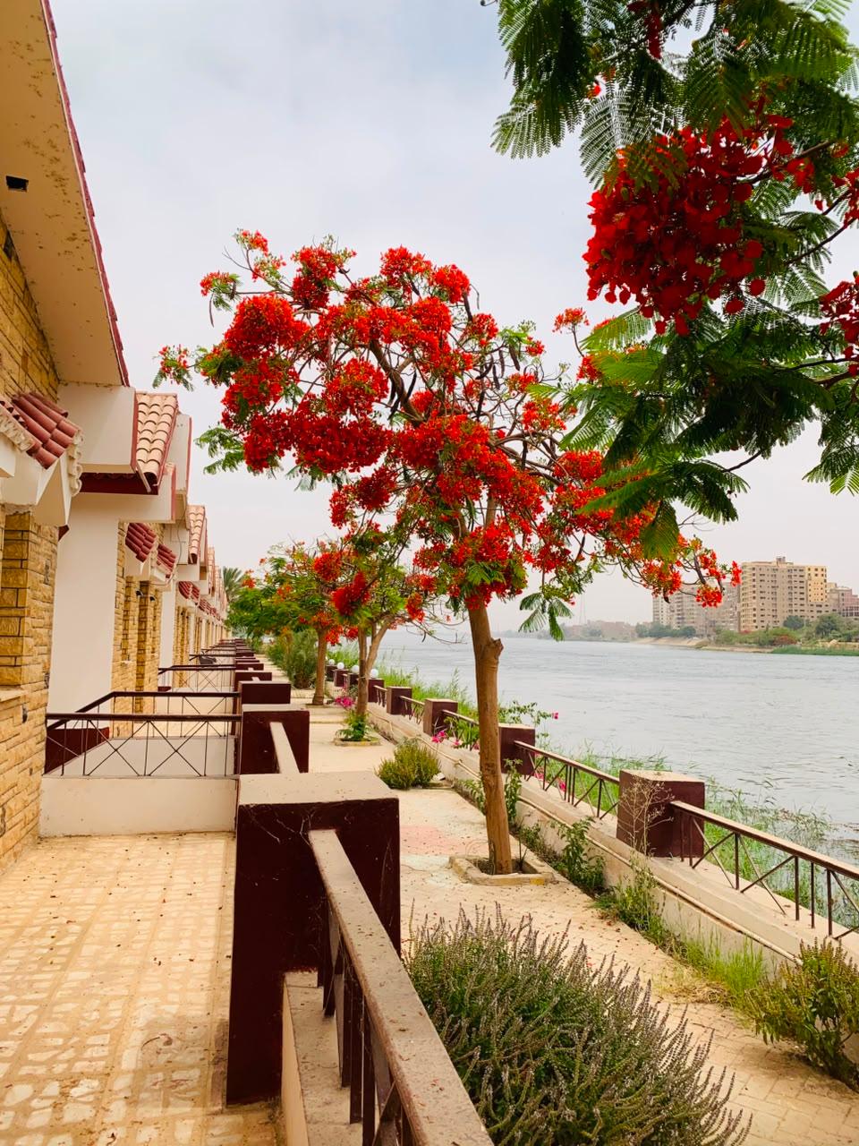 صورة 24 لـمنتجع جزيرة الزهور على النيل – سوهاج | بإدارة As-home