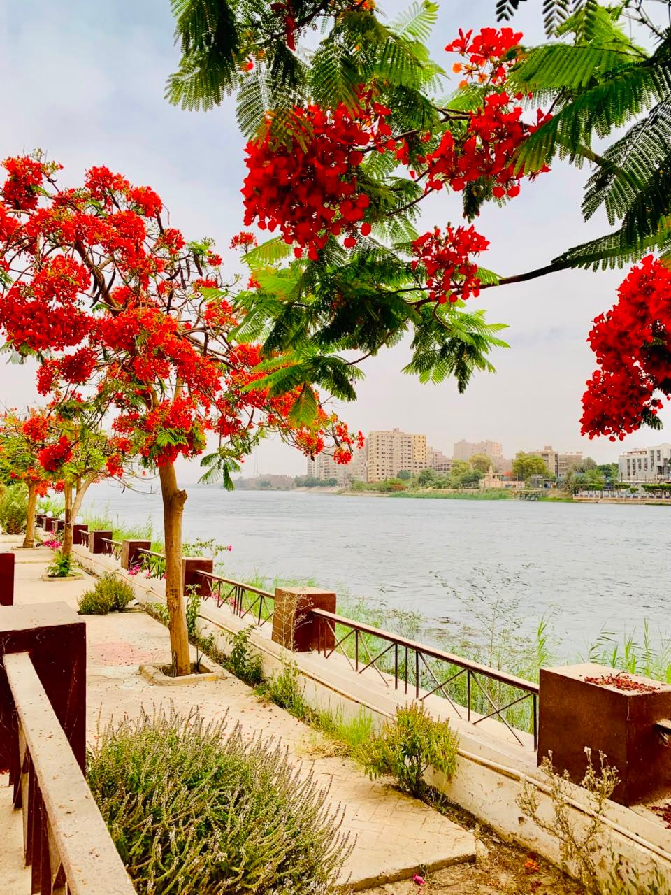 صورة 25 لـمنتجع جزيرة الزهور على النيل – سوهاج | بإدارة As-home
