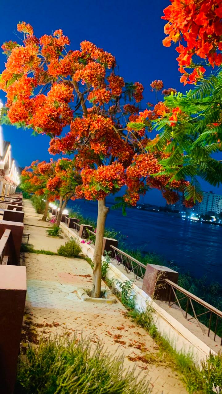 صورة 31 لـمنتجع جزيرة الزهور على النيل – سوهاج | بإدارة As-home