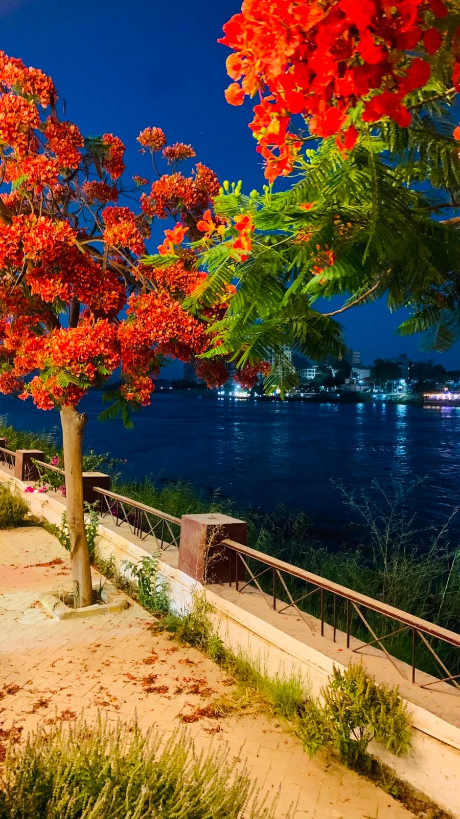 صورة 35 لـمنتجع جزيرة الزهور على النيل – سوهاج | بإدارة As-home