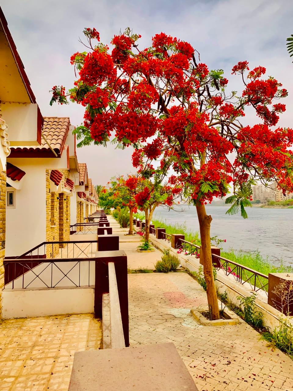 منتجع جزيرة الزهور على النيل – سوهاج | بإدارة As-home